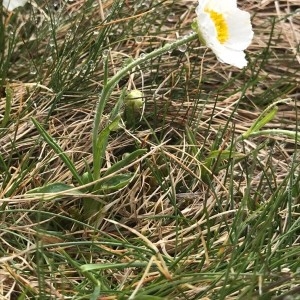 Photographie n°2169305 du taxon Ranunculus pyrenaeus L. [1771]