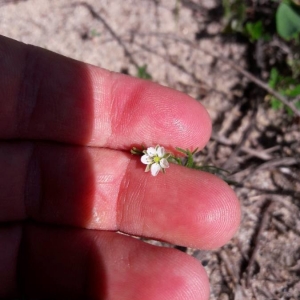 Photographie n°2169347 du taxon Spergula arvensis L. [1753]