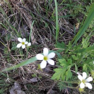 Photographie n°2169385 du taxon Saxifraga granulata L. [1753]