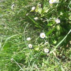 Photographie n°2169426 du taxon Bellis perennis L. [1753]