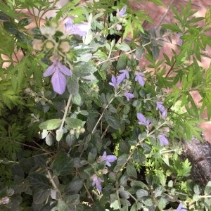 Photographie n°2169451 du taxon Teucrium fruticans L. [1753]