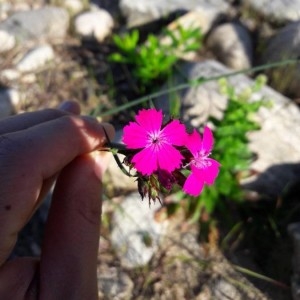 Photographie n°2169459 du taxon Dianthus carthusianorum L. [1753]