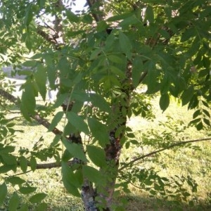 Photographie n°2169466 du taxon Fraxinus excelsior L. [1753]