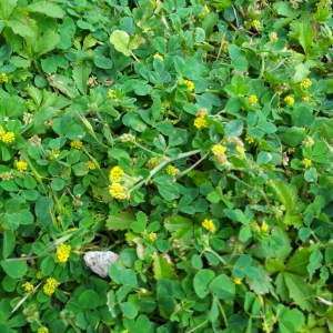 Photographie n°2169564 du taxon Medicago lupulina L. [1753]