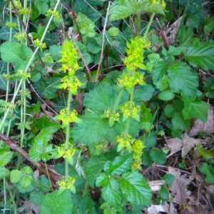 Photographie n°2169599 du taxon Cruciata laevipes Opiz [1852]