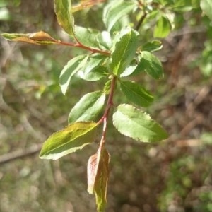 Photographie n°2169606 du taxon Cornus sanguinea L. [1753]