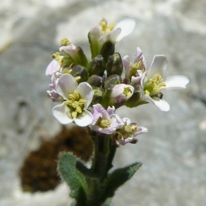 Photographie n°2169613 du taxon Arabis hirsuta (L.) Scop. [1772]