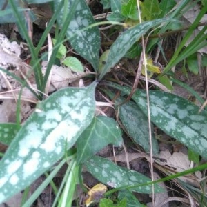 Photographie n°2169620 du taxon Pulmonaria longifolia (Bastard) Boreau [1857]