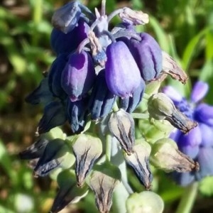 Photographie n°2169628 du taxon Muscari neglectum Guss. ex Ten. [1842]