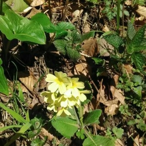 Photographie n°2169645 du taxon Primula elatior (L.) Hill [1765]