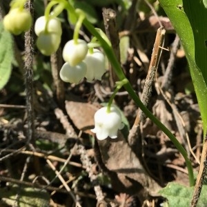 Photographie n°2169662 du taxon Convallaria majalis L. [1753]