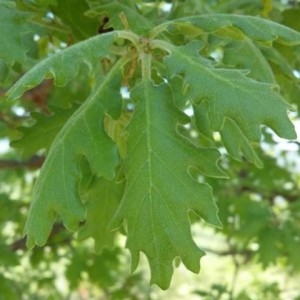 Photographie n°2169687 du taxon Quercus robur L. [1753]