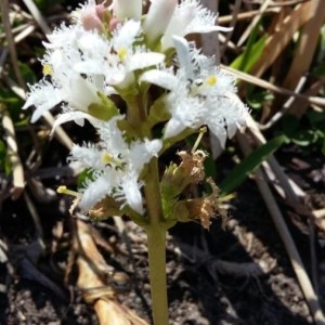 Photographie n°2169716 du taxon Menyanthes trifoliata L. [1753]