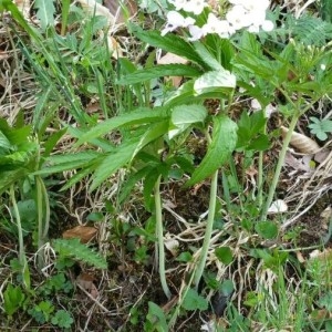 Photographie n°2169742 du taxon Cardamine heptaphylla (Vill.) O.E.Schulz [1903]