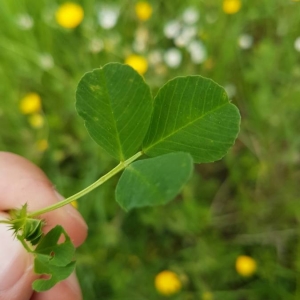 Photographie n°2169763 du taxon Medicago arabica (L.) Huds. [1762]