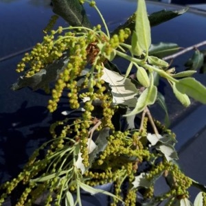 Photographie n°2169775 du taxon Quercus coccifera L. [1753]