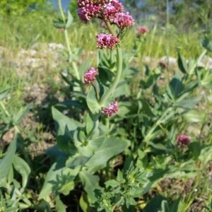 Photographie n°2169796 du taxon Centranthus ruber (L.) DC.