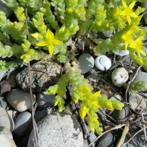  - Sedum acre L.