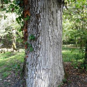 Photographie n°2169809 du taxon Quercus robur L. [1753]