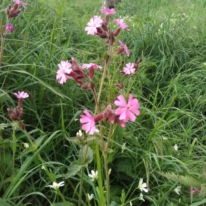 Photographie n°2169860 du taxon Silene dioica var. dioica