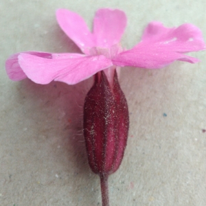 Photographie n°2169861 du taxon Silene dioica var. dioica