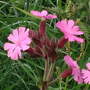 Photographie n°2169862 du taxon Silene dioica var. dioica