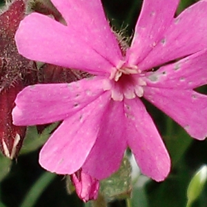 Photographie n°2169863 du taxon Silene dioica var. dioica