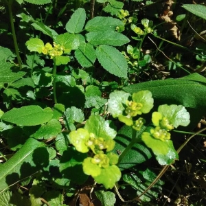 Photographie n°2169876 du taxon Chrysosplenium oppositifolium L. [1753]