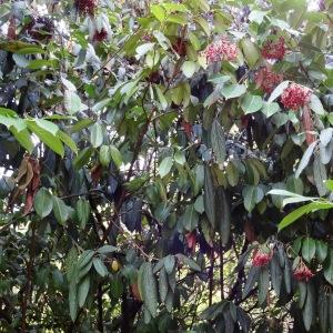 Photographie n°2169895 du taxon Viburnum rhytidophyllum Hemsl. [1888]