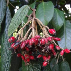 Photographie n°2169900 du taxon Viburnum rhytidophyllum Hemsl. [1888]