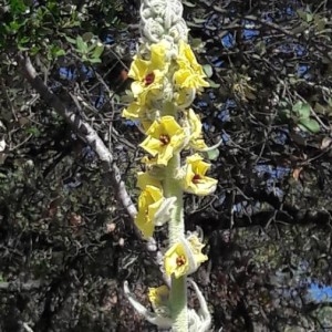 Photographie n°2169922 du taxon Verbascum thapsus L. [1753]