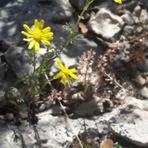 Photographie n°2169923 du taxon Senecio gallicus Vill. [1785]