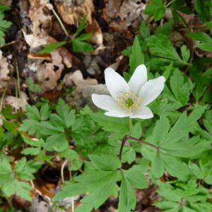 Photographie n°2169930 du taxon Anemone nemorosa L. [1753]