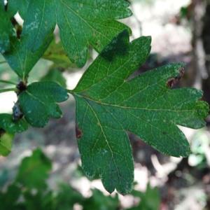 Photographie n°2169966 du taxon Crataegus monogyna Jacq. [1775]