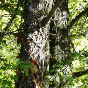 Photographie n°2169970 du taxon Crataegus monogyna Jacq. [1775]