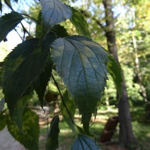 Photographie n°2169980 du taxon Celtis occidentalis L. [1753]