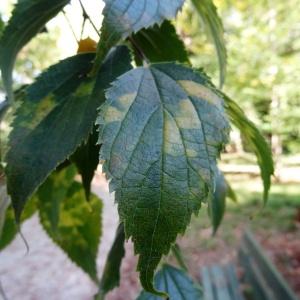 Photographie n°2169981 du taxon Celtis occidentalis L. [1753]