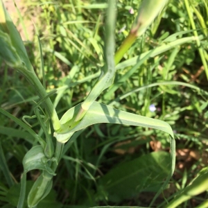 Photographie n°2170034 du taxon Tragopogon pratensis L. [1753]