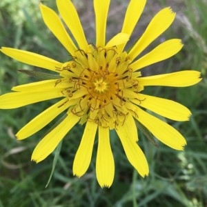 Photographie n°2170035 du taxon Tragopogon pratensis L. [1753]