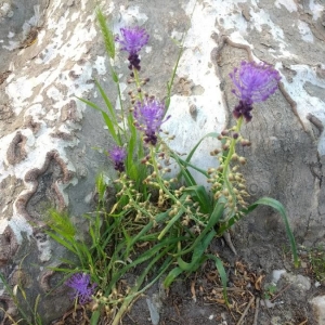 Photographie n°2170036 du taxon Muscari comosum (L.) Mill. [1768]