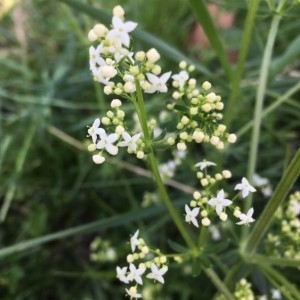 Photographie n°2170040 du taxon Galium album Mill. [1768]