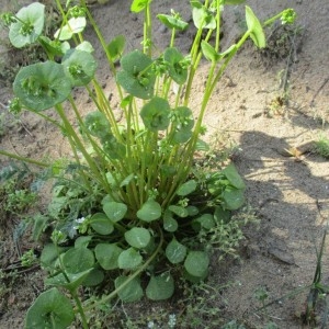 Photographie n°2170062 du taxon Claytonia perfoliata Donn ex Willd.