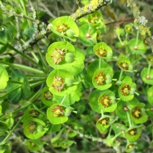 Photographie n°2170066 du taxon Euphorbia paralias L.