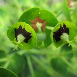 Photographie n°2170067 du taxon Euphorbia paralias L.