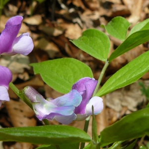 Photographie n°2170075 du taxon Lathyrus vernus (L.) Bernh. [1800]