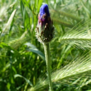 Photographie n°2170084 du taxon Cyanus segetum Hill [1762]