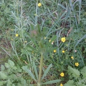 Photographie n°2170113 du taxon Galium aparine L. [1753]