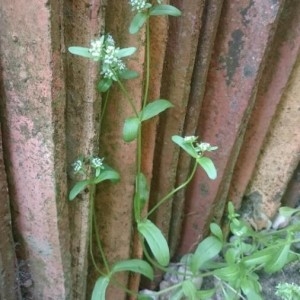 Photographie n°2170143 du taxon Valerianella locusta (L.) Laterr. [1821]