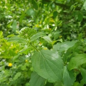 Photographie n°2170154 du taxon Cornus sanguinea L. [1753]