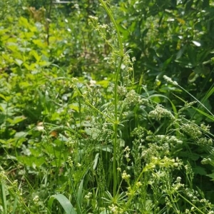 Photographie n°2170158 du taxon Galium mollugo L. [1753]